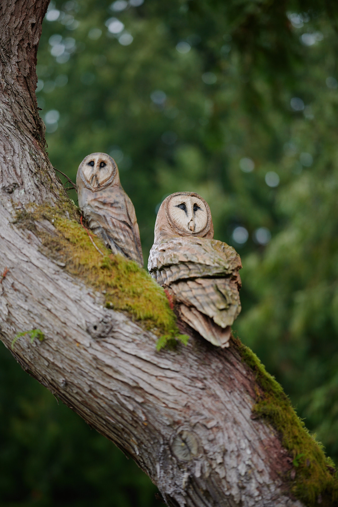 owl carvings in tree