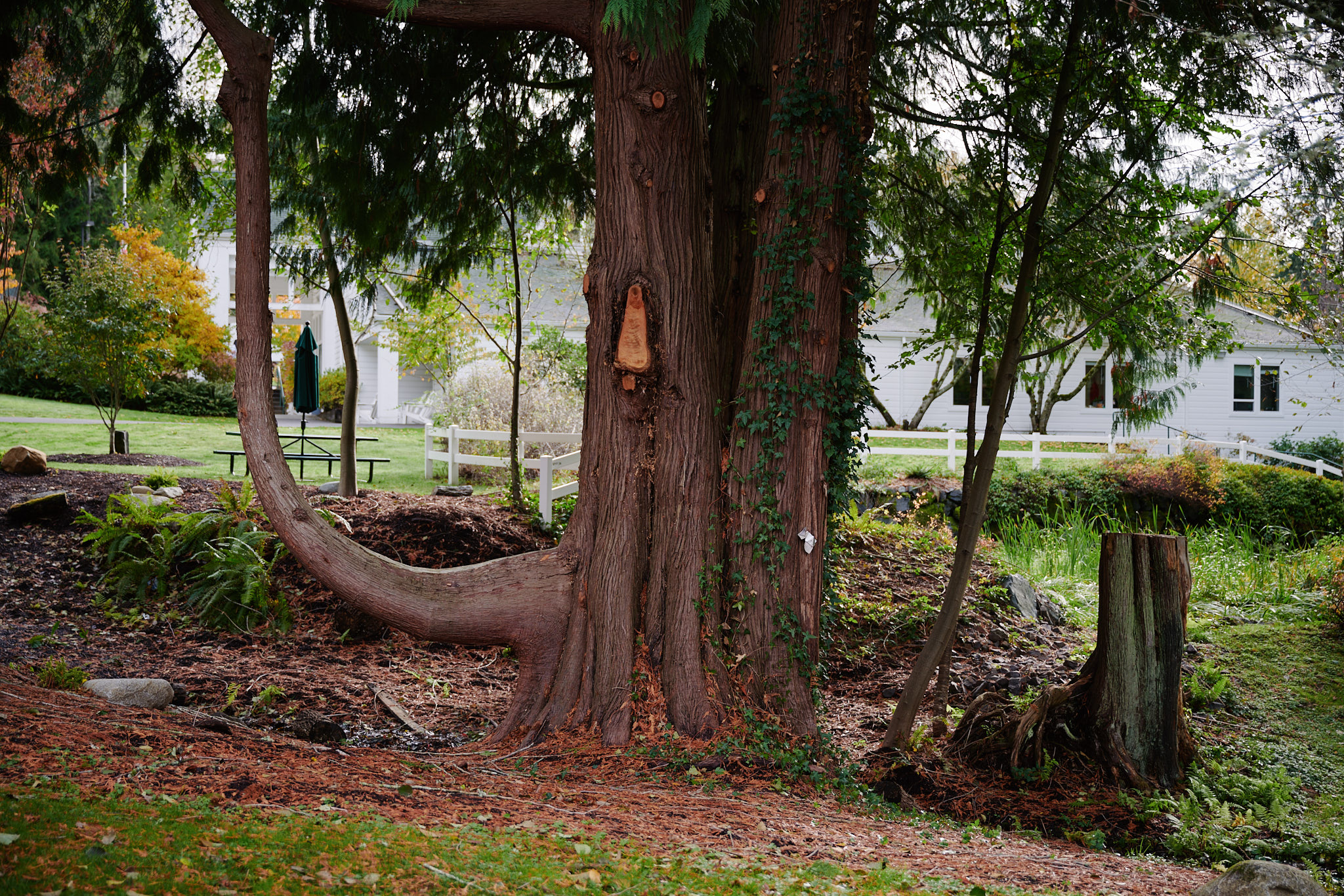 outdoor scenery of trees