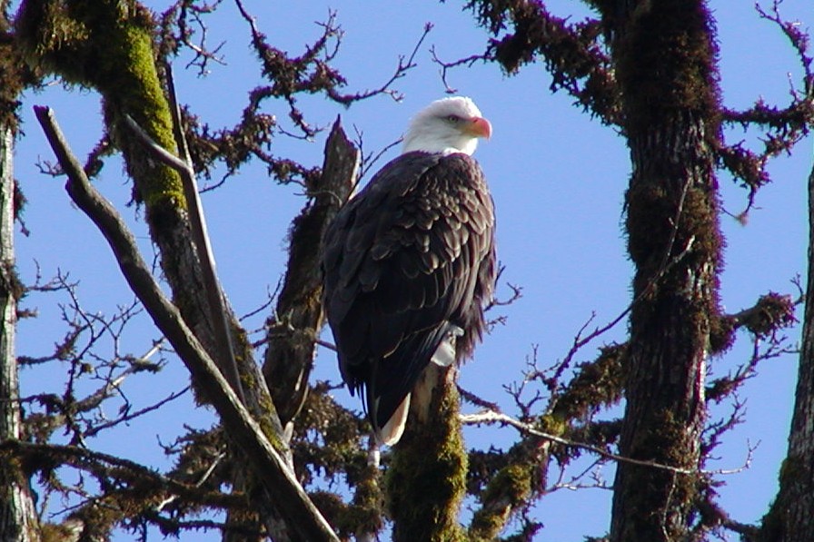 Eagle Float