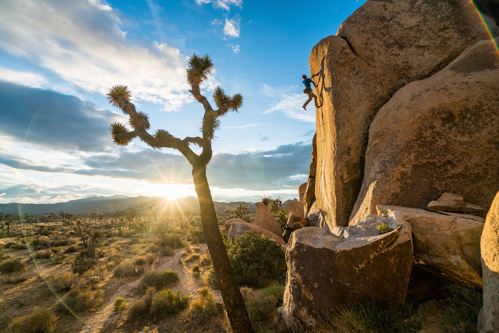 Joshua Tree