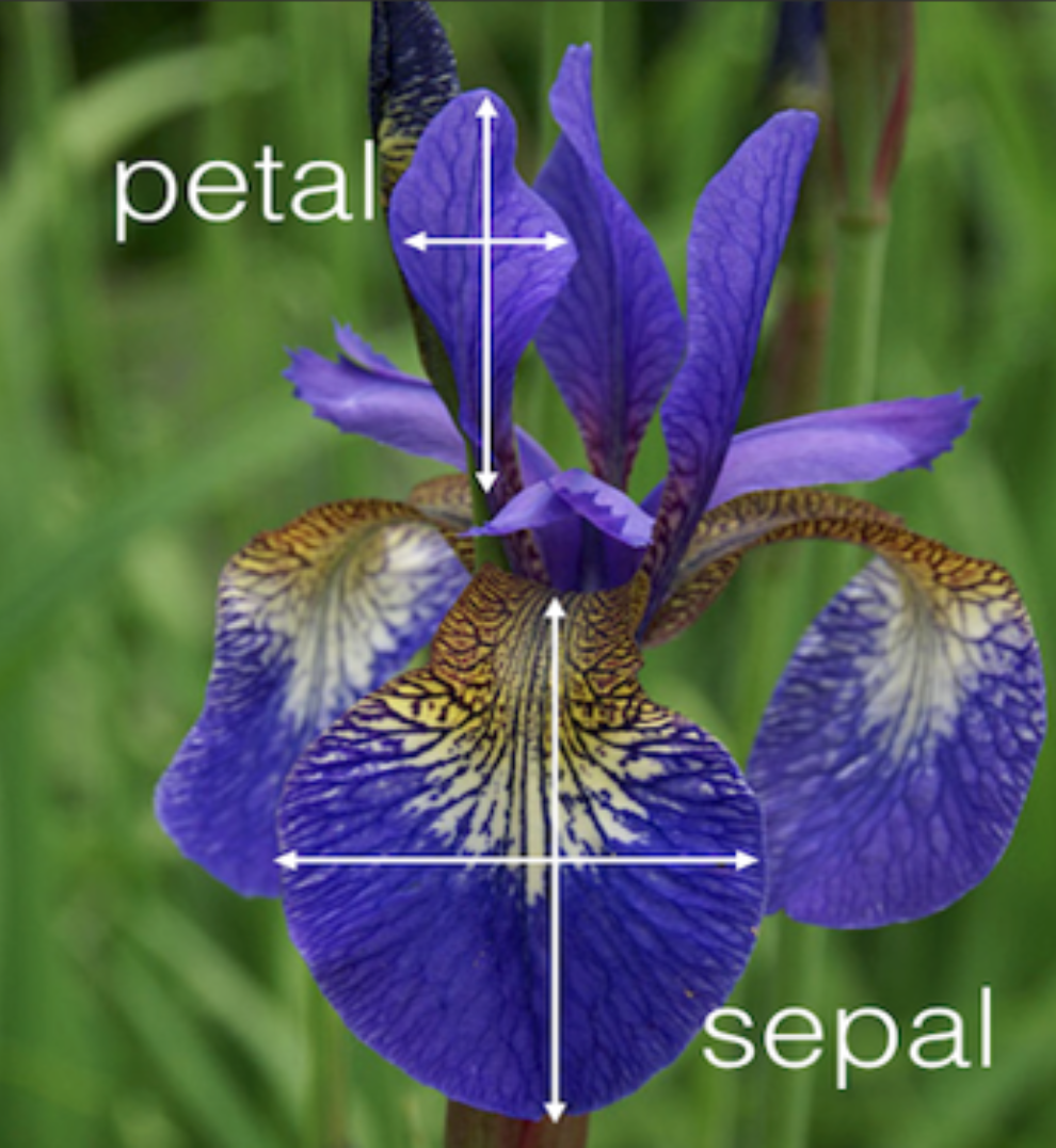 pedal sepal