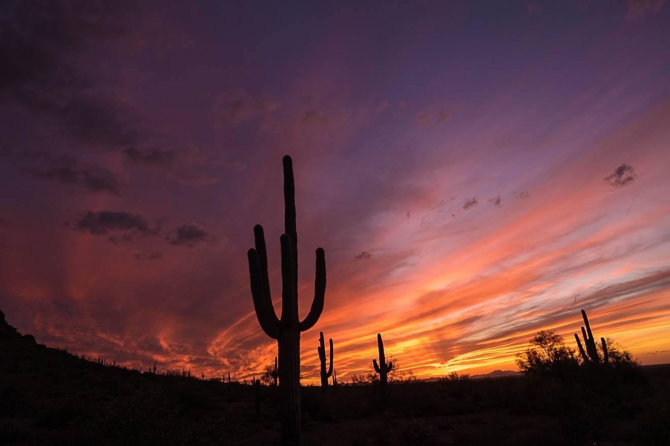 Sonoran Sunset