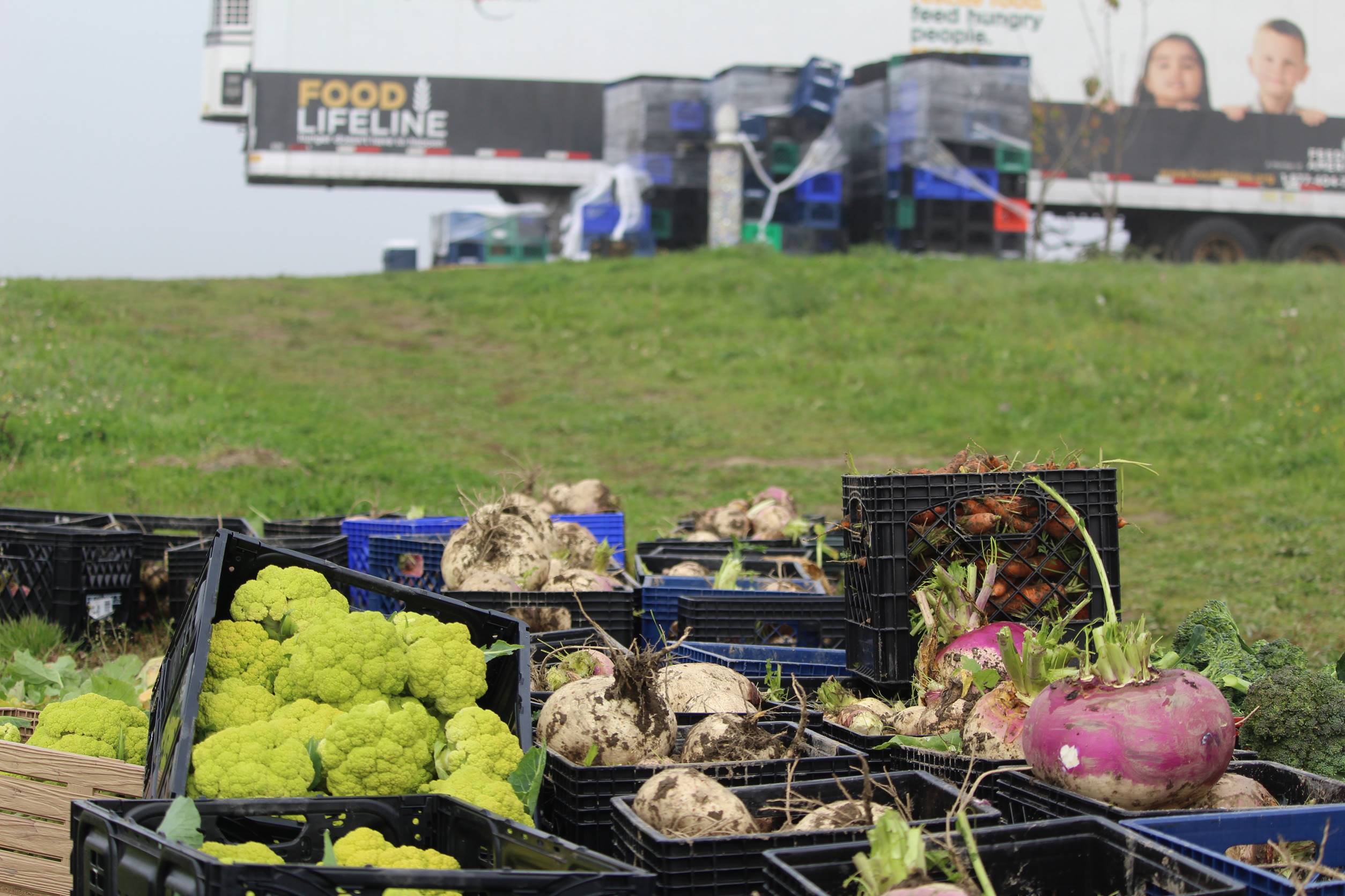 food farm frenzy