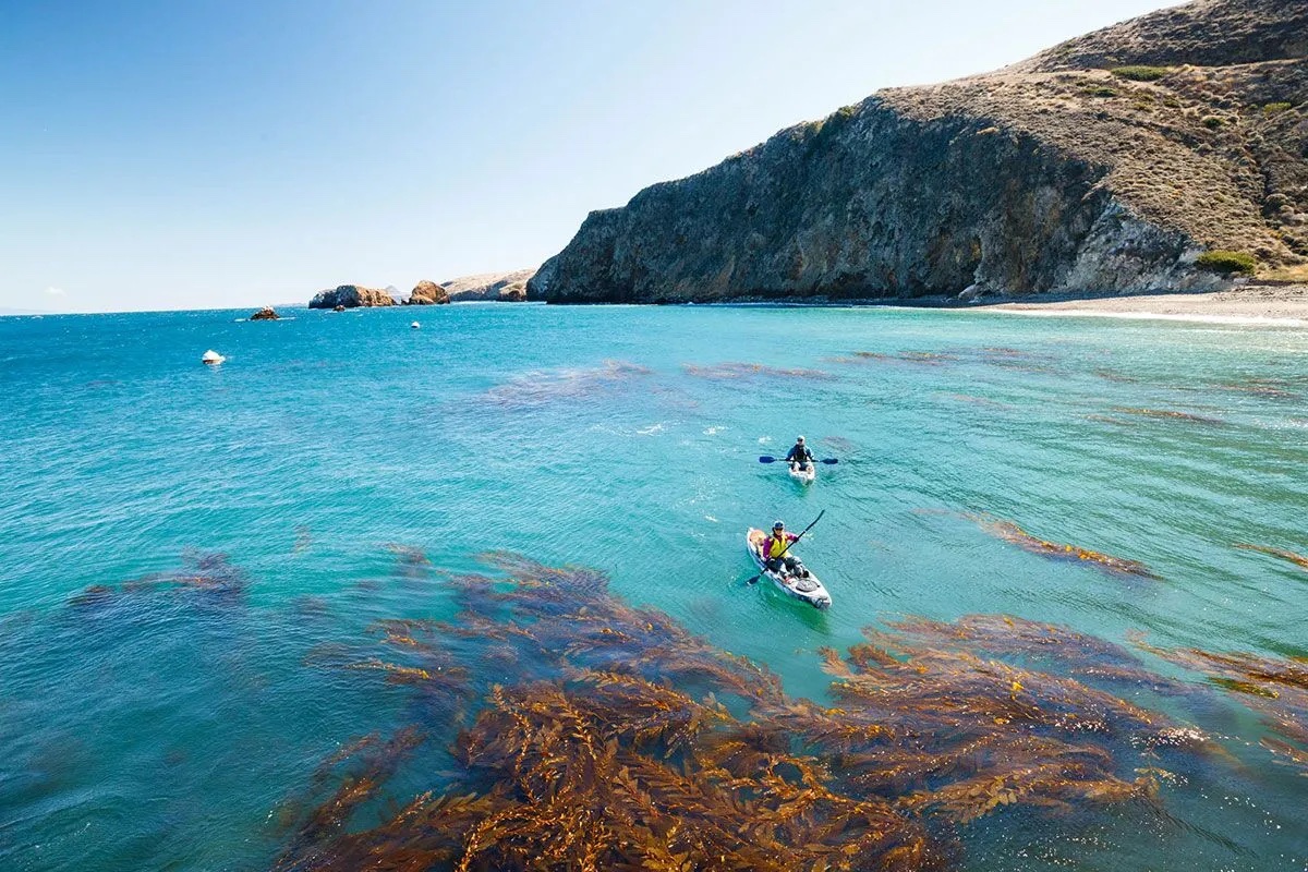 Two kayakers paddle through a kelp forest