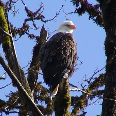 Eagle Float