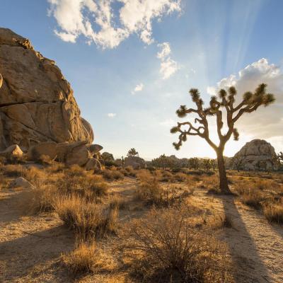 Joshua Tree