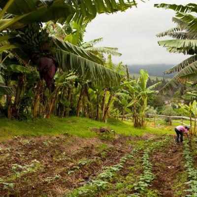 Farming practices in Hawai'i