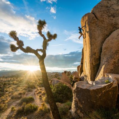 Joshua Tree