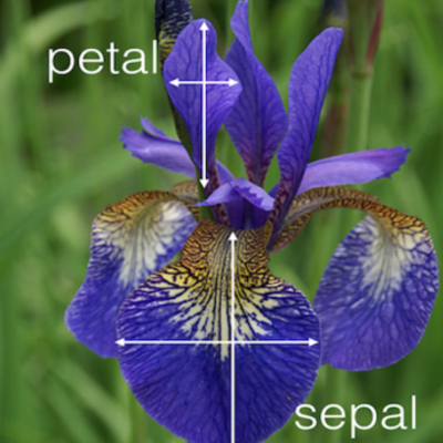 pedal sepal