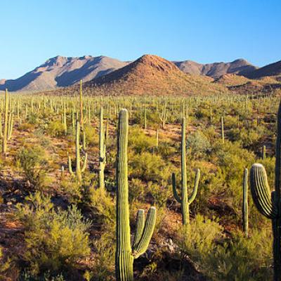 Sonoran Desert