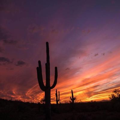 Sonoran Sunset