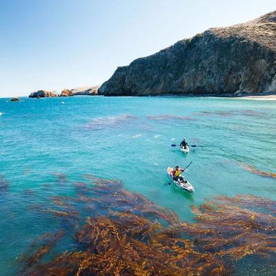 Two kayakers paddle through a kelp forest