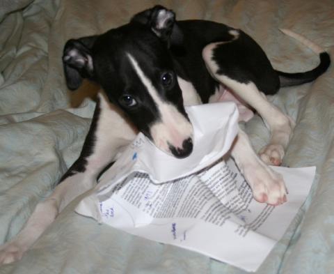 Dog eating homework