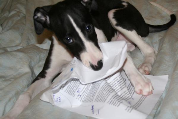 Dog eating homework